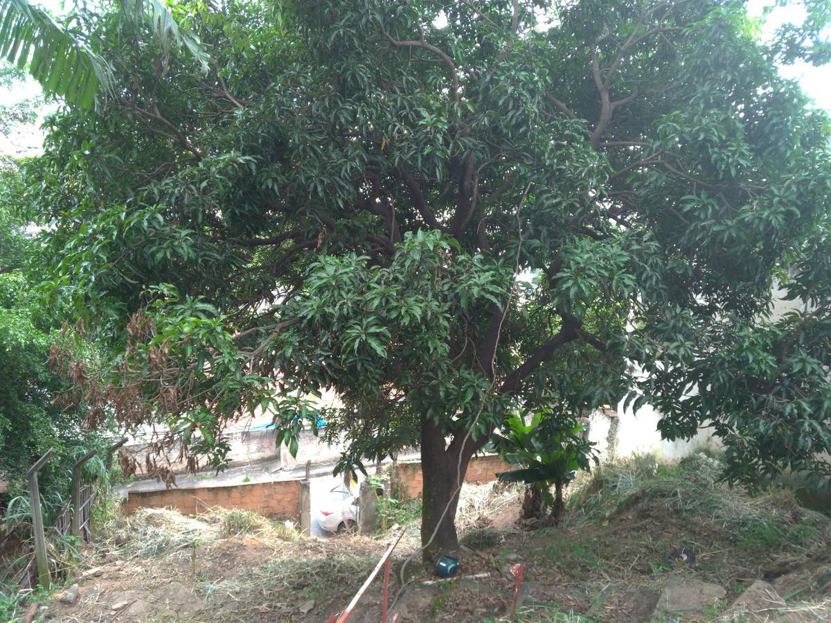 Lote, Graça, 0 Quarto, 0 Vaga