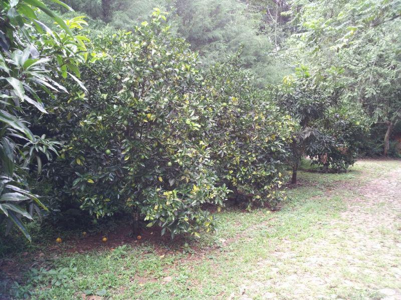 Lote, Green Park, 0 Quarto, 0 Vaga