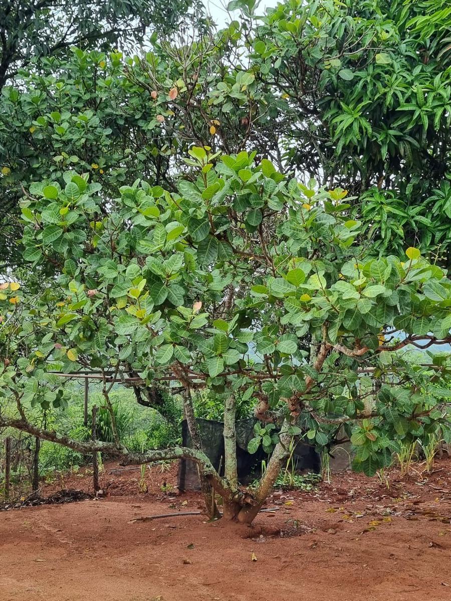 Fazenda, São José, 2 Quartos, 0 Vaga, 2 Suítes