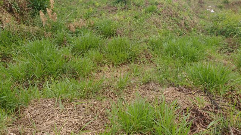 Lote, Novo Santa Cecília (barreiro), 0 Quarto, 10 Vagas