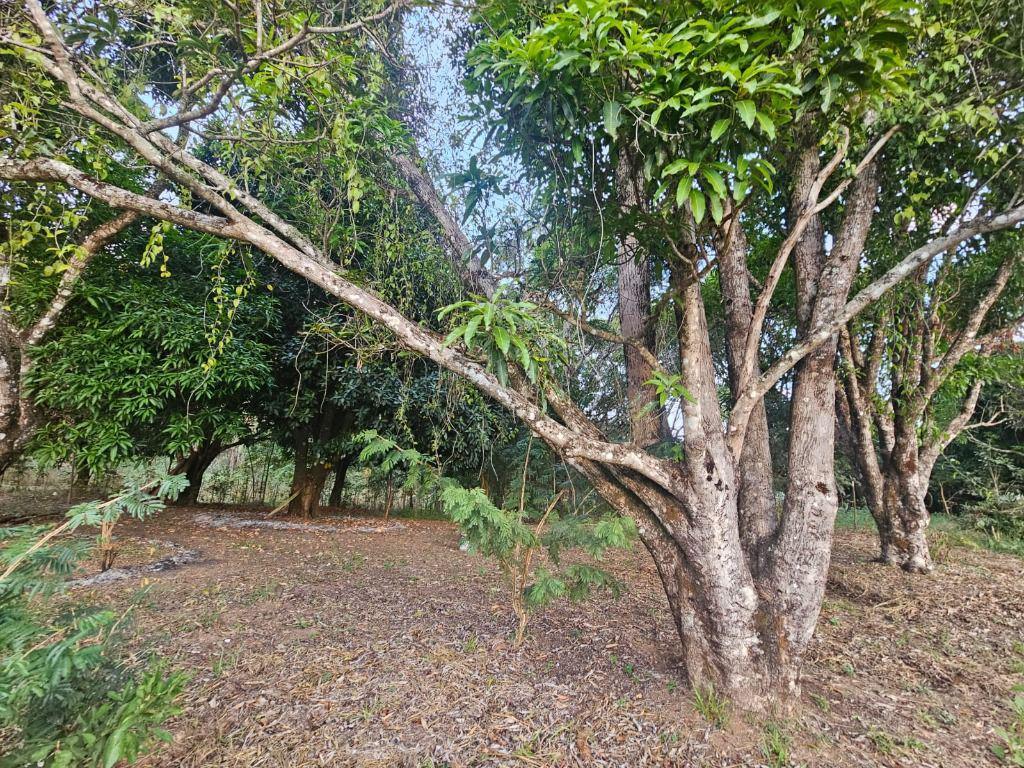 Fazenda, Morro Vermelho, 0 Quarto, 0 Vaga