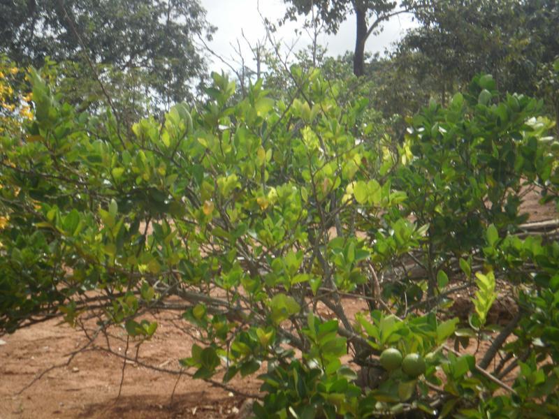 Fazenda, São José, 2 Quartos, 0 Vaga, 2 Suítes