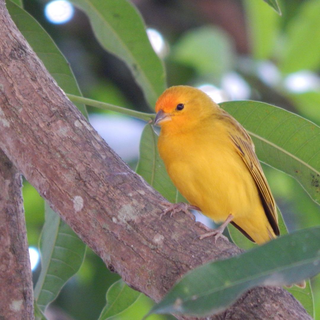 Lote, Ponte Alta, 0 Quarto, 0 Vaga