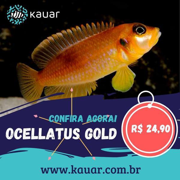 Os Peixes Mais Felizes e Saudáveis Para Seu Aquário Você Encontra Na Kauar!