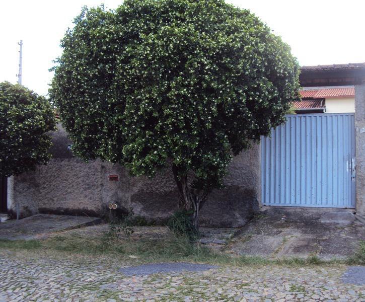 Lote, Santa Branca