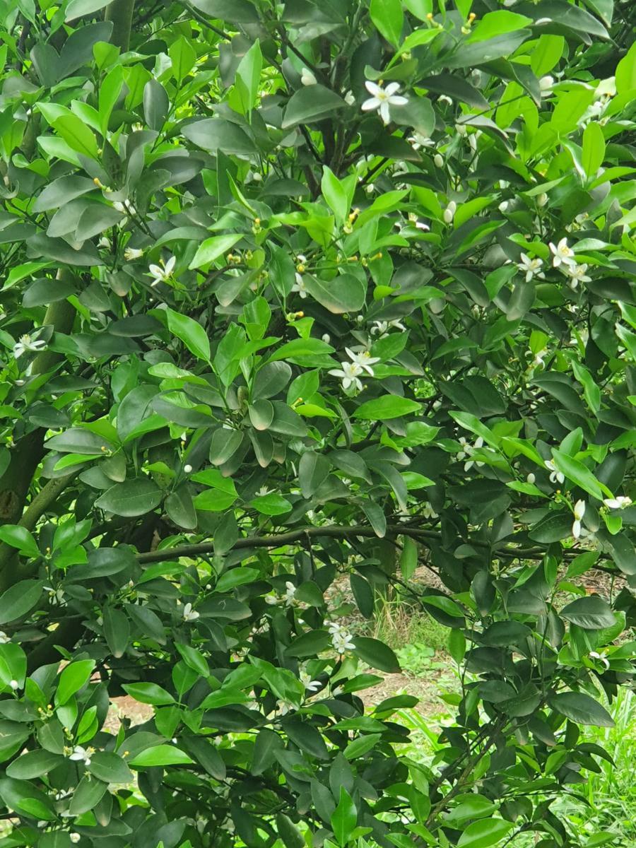 Fazenda, Zona Rural, 3 Quartos, 2 Vagas, 1 Suíte
