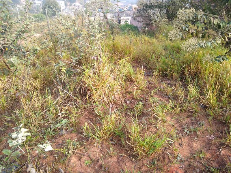 Lote, Icaivera, 0 Quarto, 0 Vaga