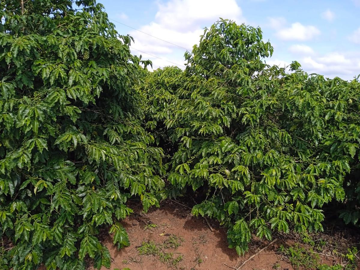 Fazenda, Zona Rural, 0 Quarto, 0 Vaga