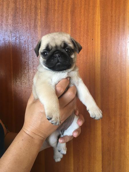 Filhotes de Pug