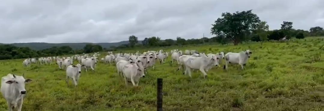 Fazenda, Zona Rural, 3 Quartos, 0 Vaga