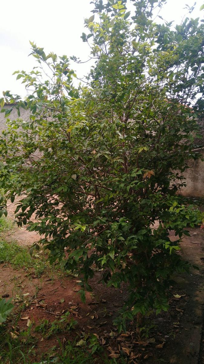 Casa, Novo Progresso, 3 Quartos, 3 Vagas