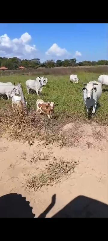 Fazenda, Zona Rural, 0 Quarto, 0 Vaga