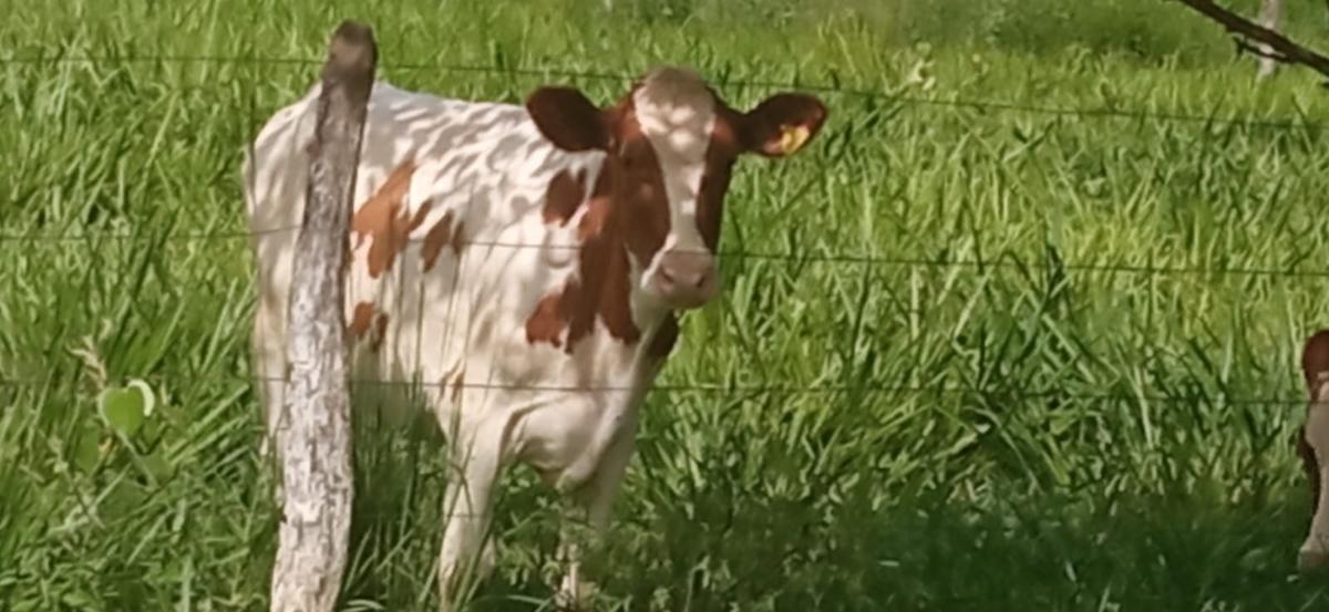 Fazenda, Zona Rural, 0 Quarto, 0 Vaga
