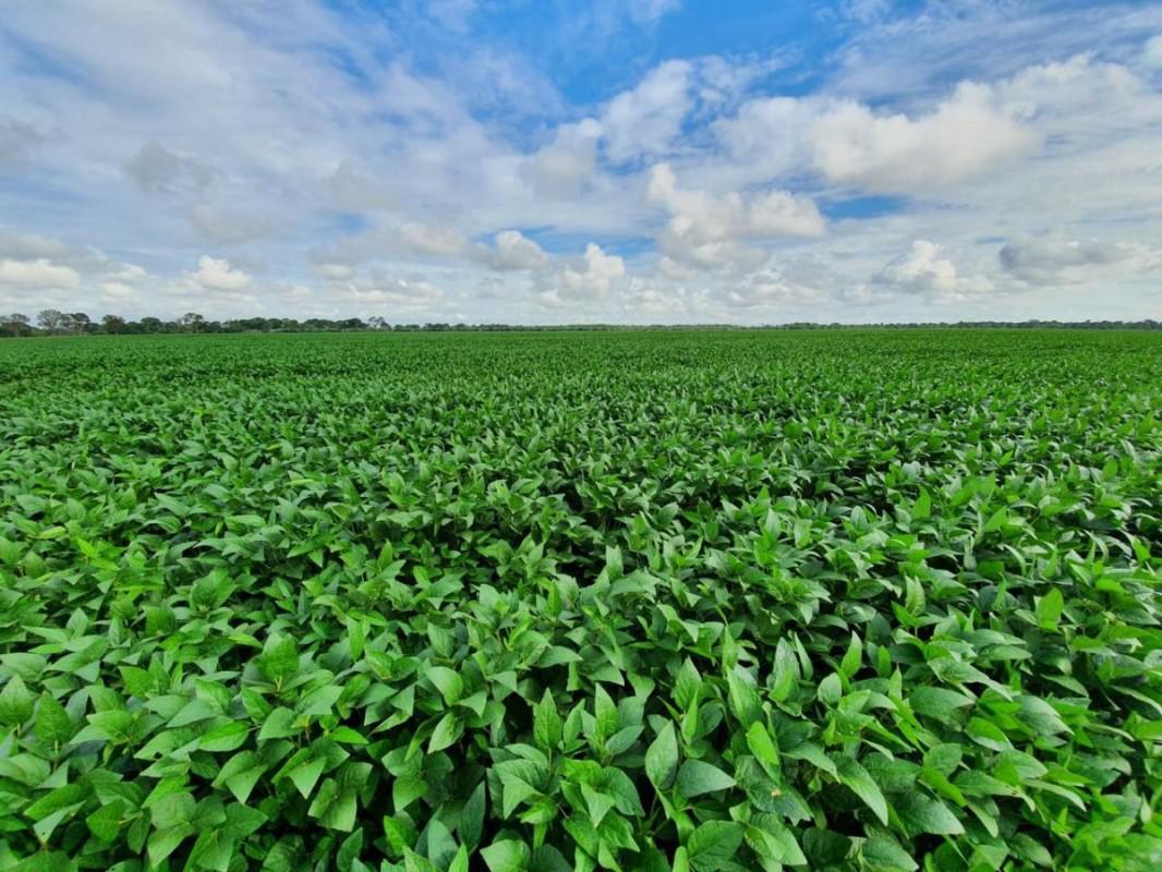 Fazenda, Centro, 0 Quarto, 0 Vaga