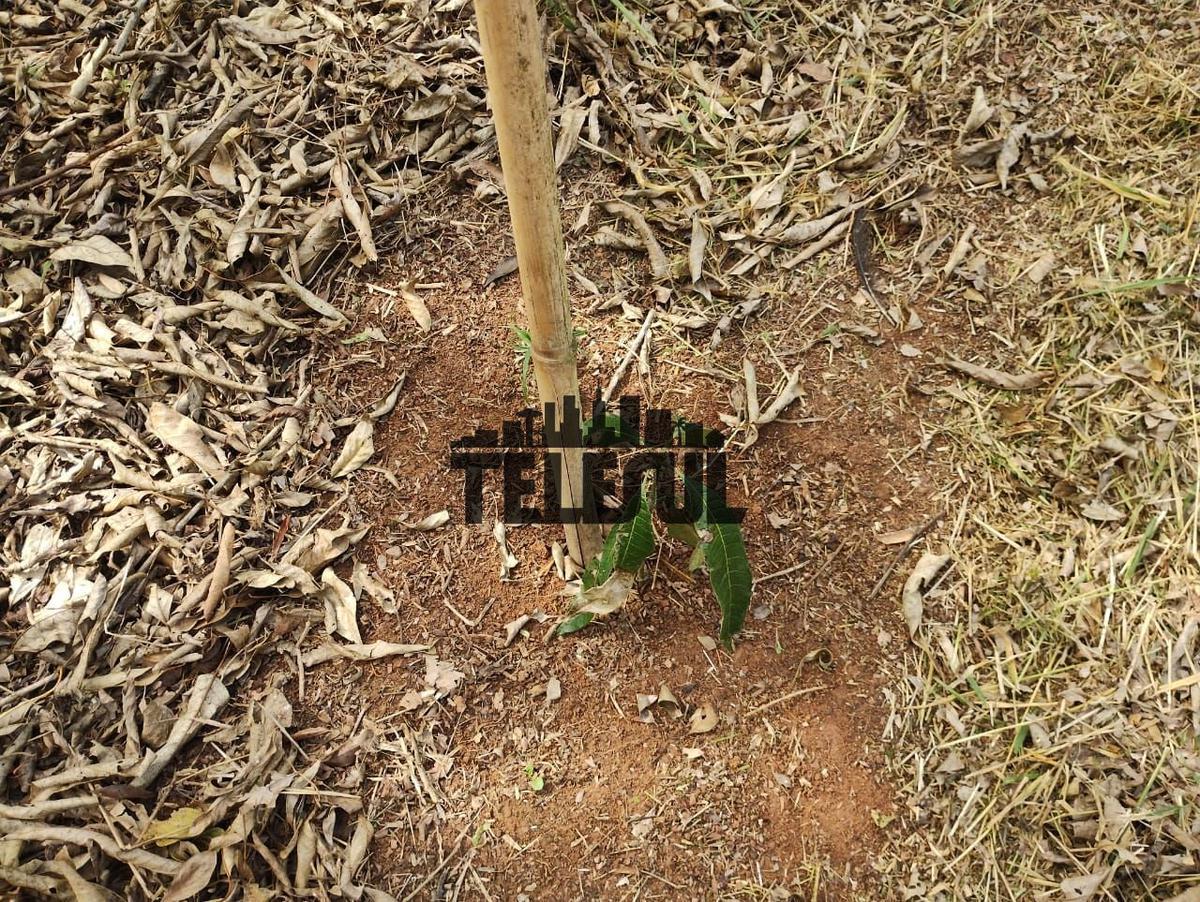 Fazenda, Parque Mariela, 0 Quarto, 0 Vaga