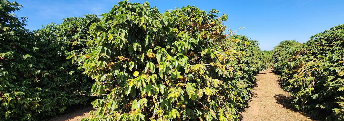 Fazenda, Zona Rural, 1 Quarto, 0 Vaga