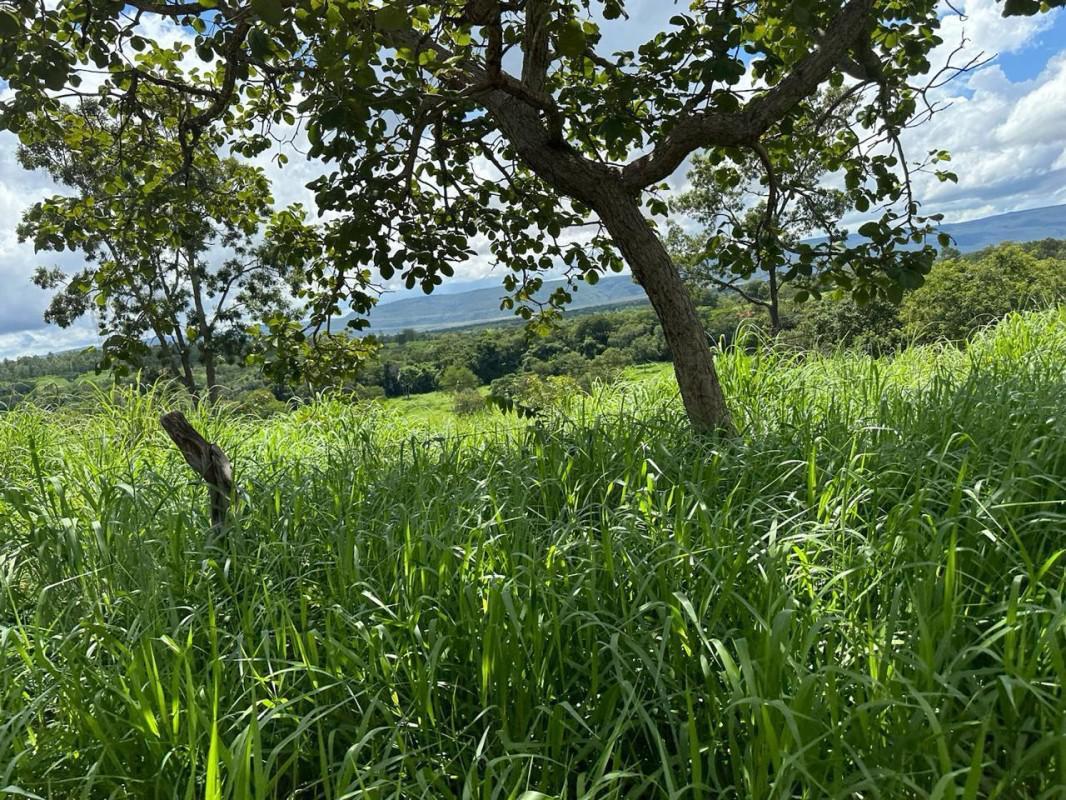 Fazenda, Zona Rural, 0 Quarto, 0 Vaga
