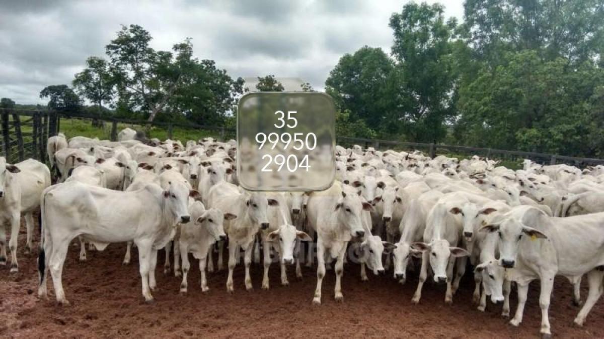 Fazenda, Zona Rural, 0 Quarto, 0 Vaga