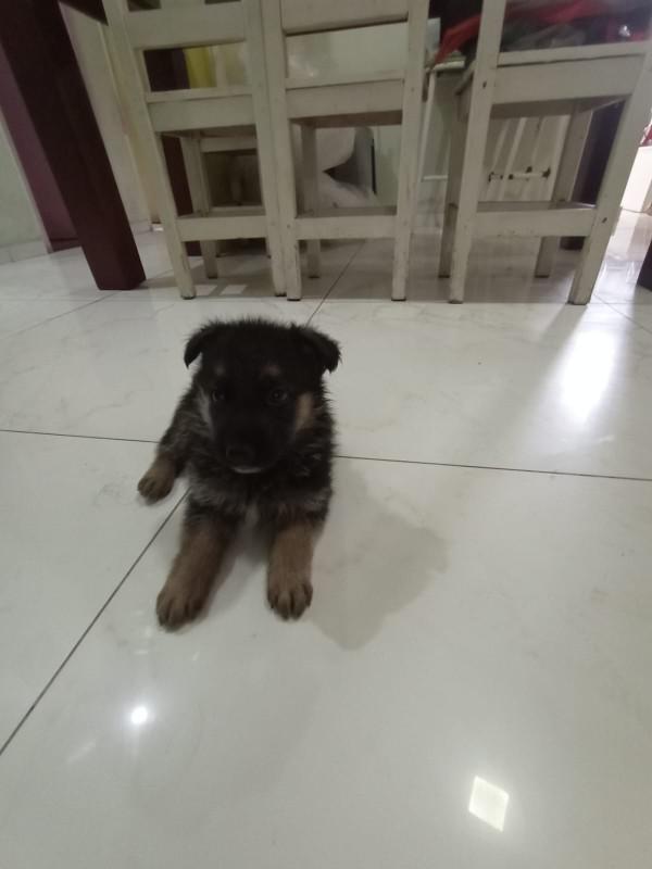 Casa, Xangri-lá, 3 Quartos, 6 Vagas, 1 Suíte