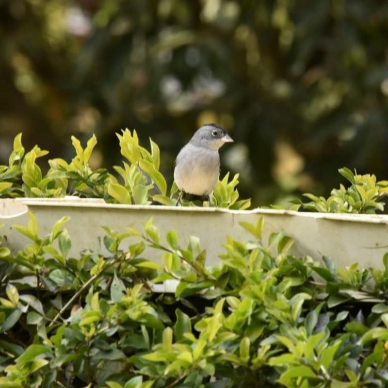 Fazenda, Centro, 3 Quartos, 1 Vaga, 1 Suíte