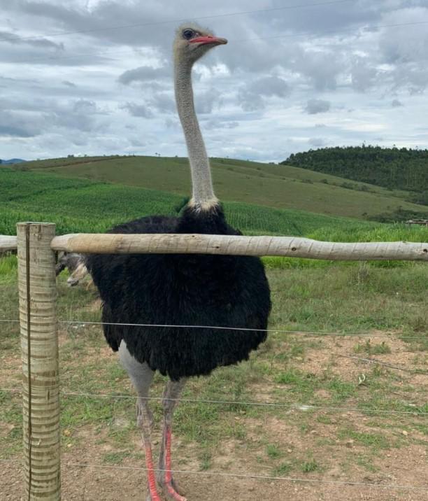 Fazenda, Zona Rural, 4 Quartos, 0 Vaga