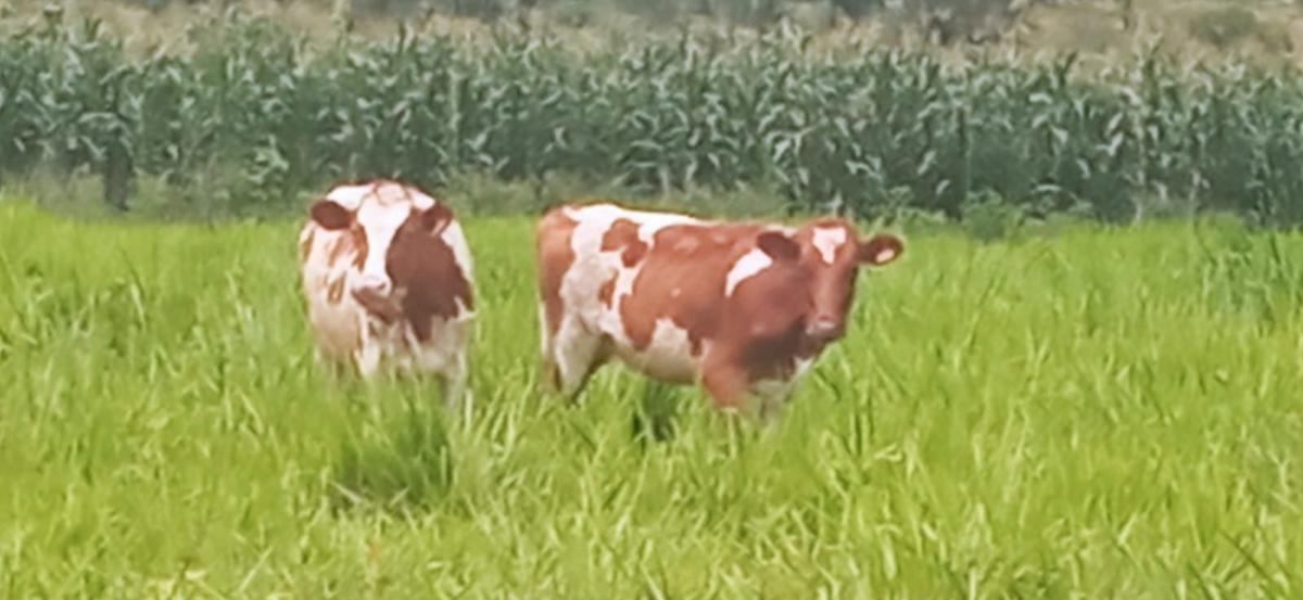 Fazenda, Zona Rural, 0 Quarto, 0 Vaga