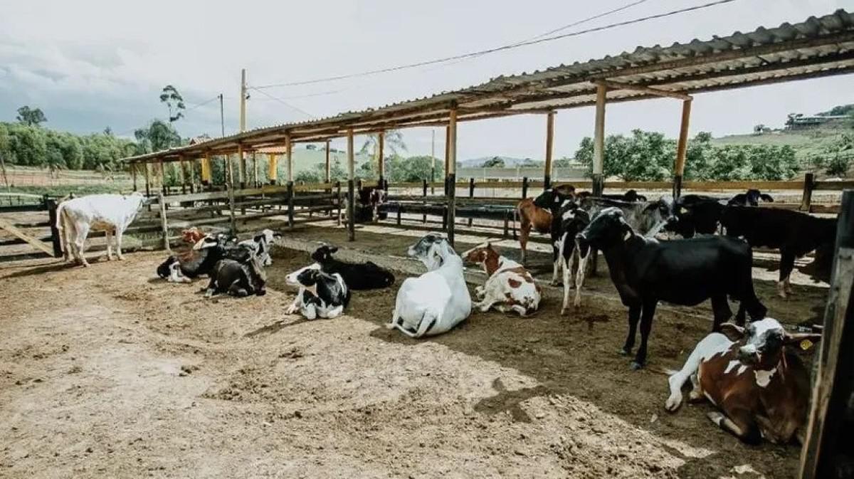 Fazenda, Centro, 4 Quartos, 2 Vagas, 1 Suíte