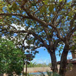Fazenda, Canto da Siriema, 4 Quartos, 10 Vagas