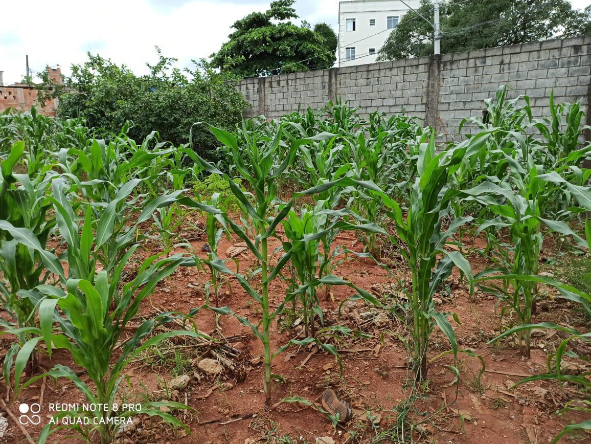 Lote, Bandeirantes (pampulha)