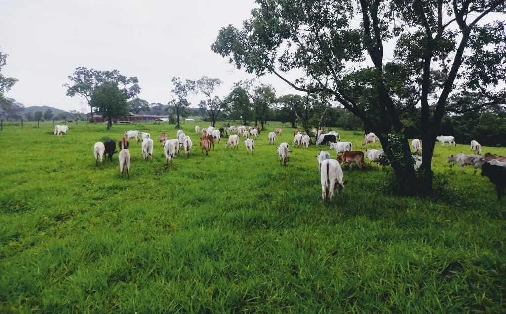 Fazenda, Zona Rural, 3 Quartos, 0 Vaga