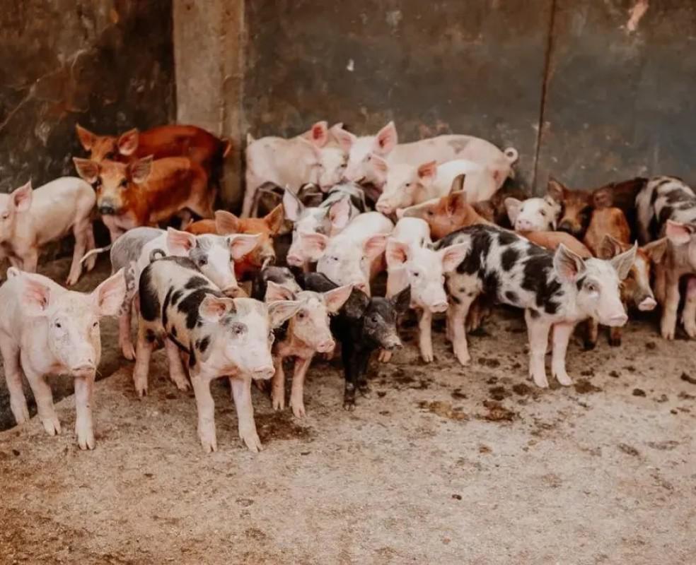 Fazenda, Centro, 4 Quartos, 2 Vagas, 1 Suíte