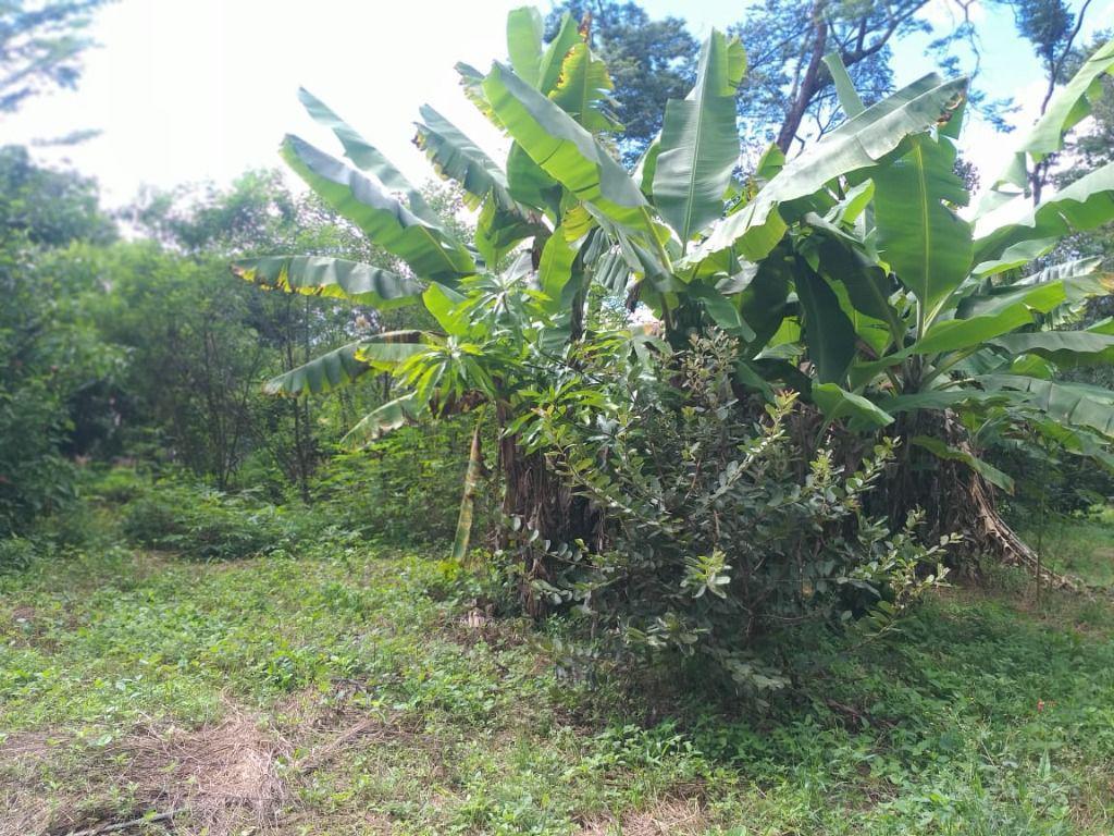 Fazenda, Ravena, 3 Quartos, 10 Vagas, 1 Suíte