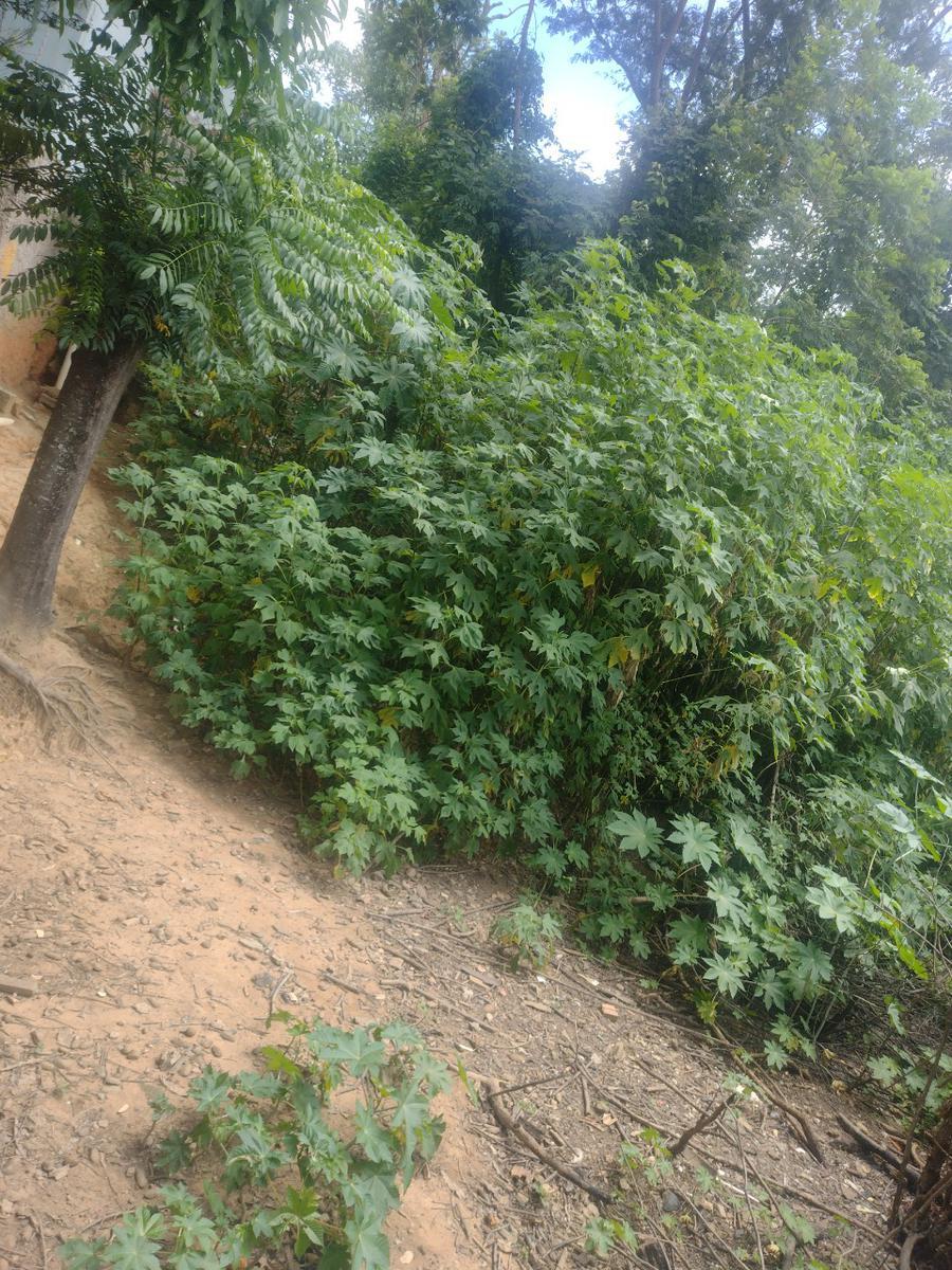 Lote, Colonial, 0 Quarto, 0 Vaga