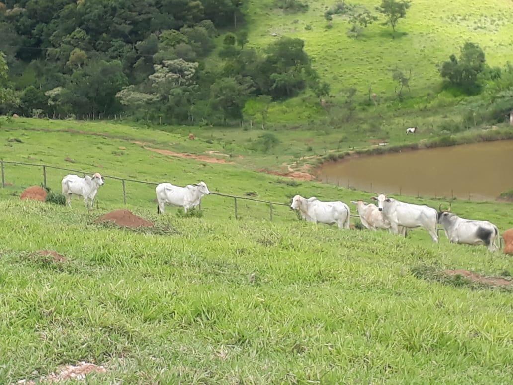 Fazenda, Zona Rural, 3 Quartos, 0 Vaga