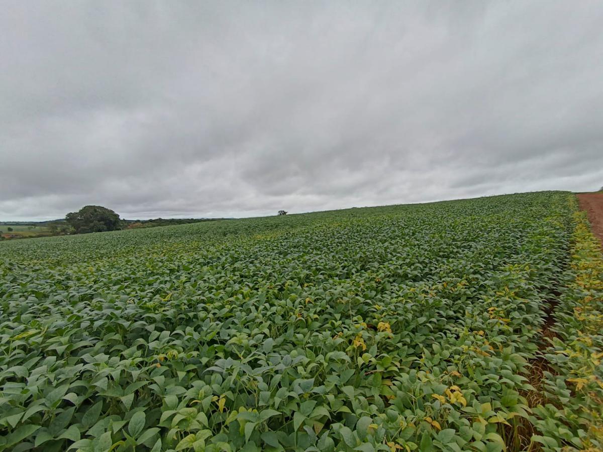 Fazenda, Centro, 0 Quarto, 0 Vaga, 1 Suíte