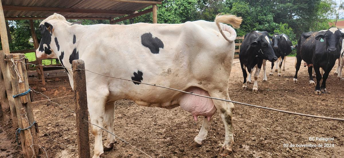 Fazenda, Zona Rural, 3 Quartos, 0 Vaga