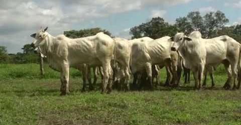 Fazenda, Zona Rural, 4 Quartos, 0 Vaga