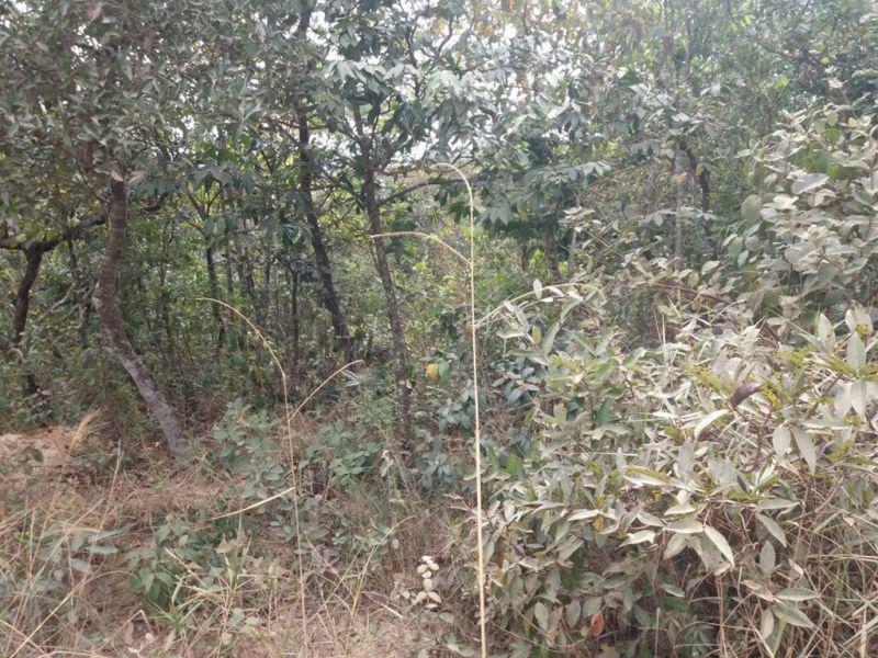 Lote, Ravena, 0 Quarto, 0 Vaga