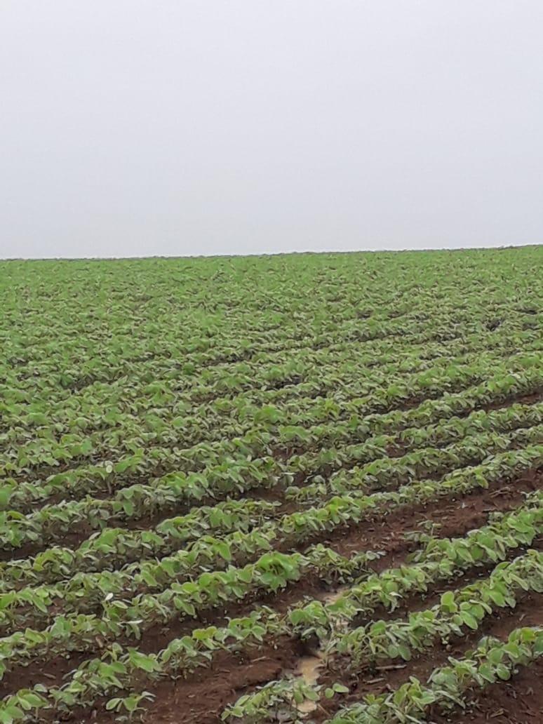 Fazenda, Centro, 1 Quarto, 1 Vaga, 1 Suíte