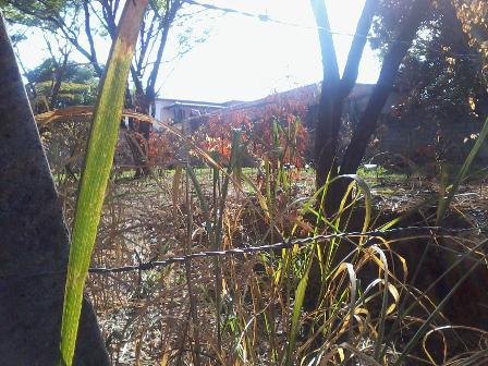 Lote, Braúnas