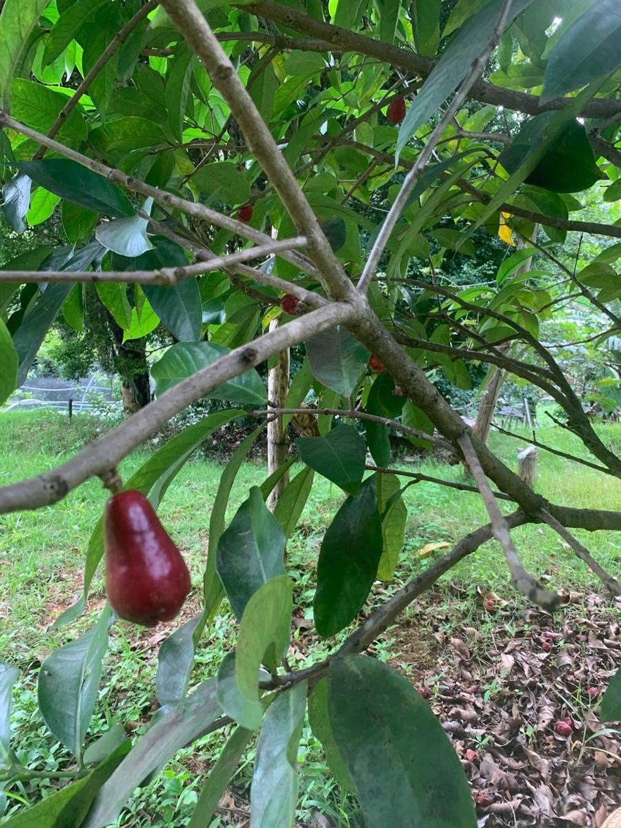 Fazenda, Ravena, 4 Quartos, 10 Vagas, 1 Suíte