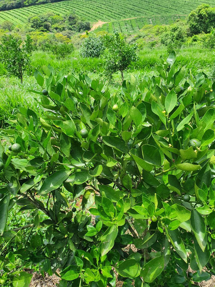 Fazenda, Zona Rural, 3 Quartos, 2 Vagas, 1 Suíte