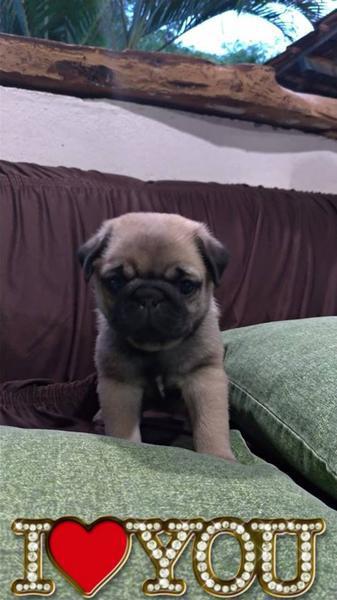 Fihlote de Pug