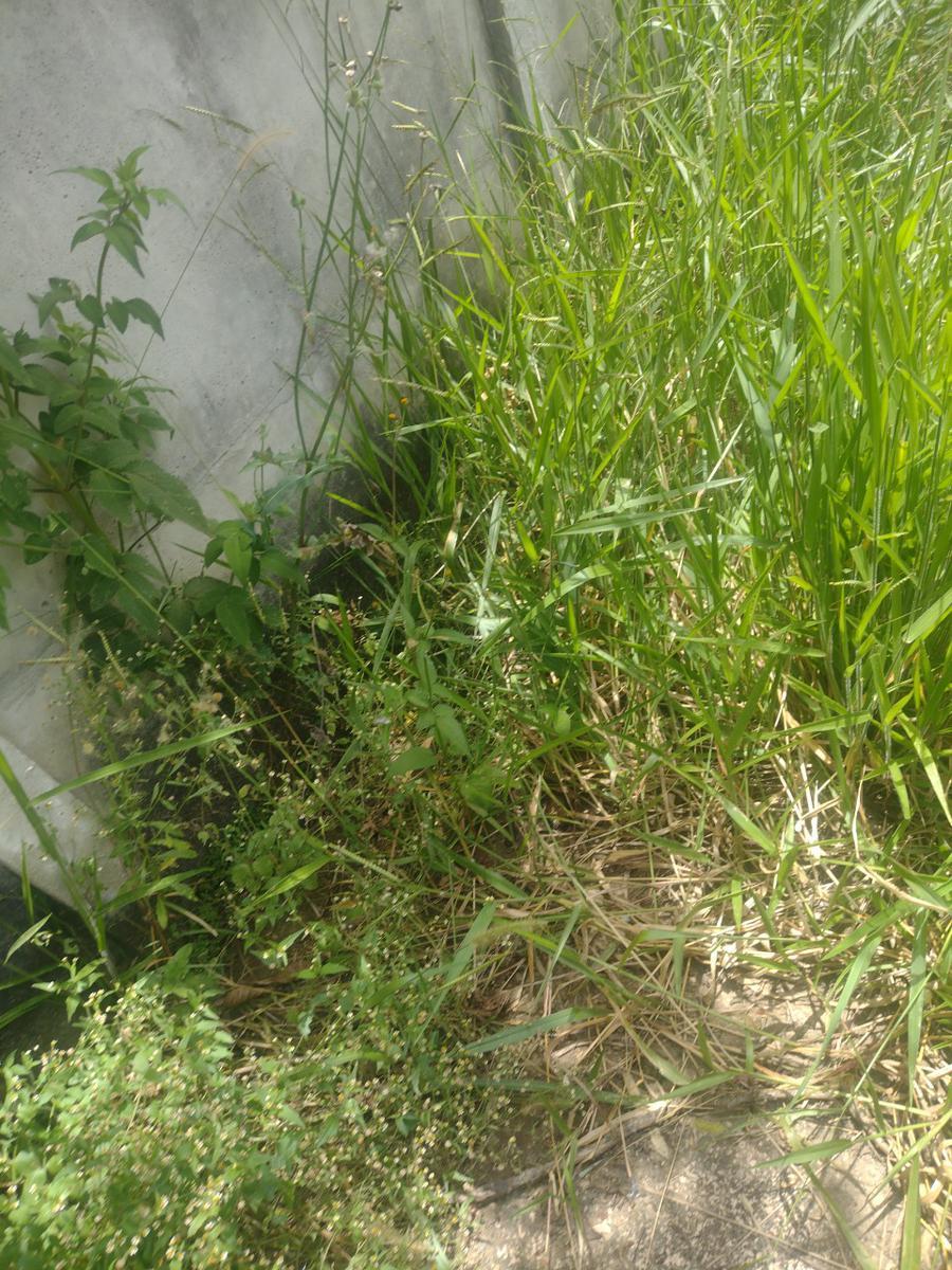 Lote, Colonial, 0 Quarto, 0 Vaga