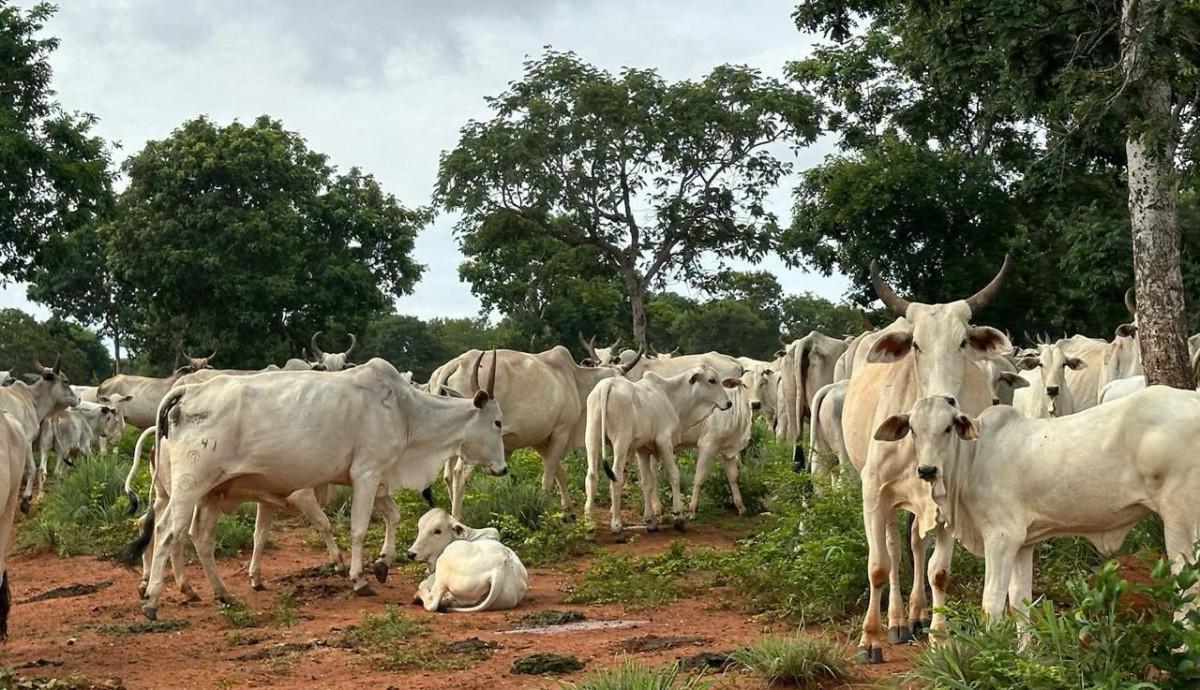 Fazenda, Zona Rural, 0 Quarto, 0 Vaga