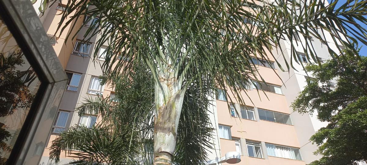 Apartamento, Santa Helena, 2 Quartos, 1 Vaga, 1 Suíte