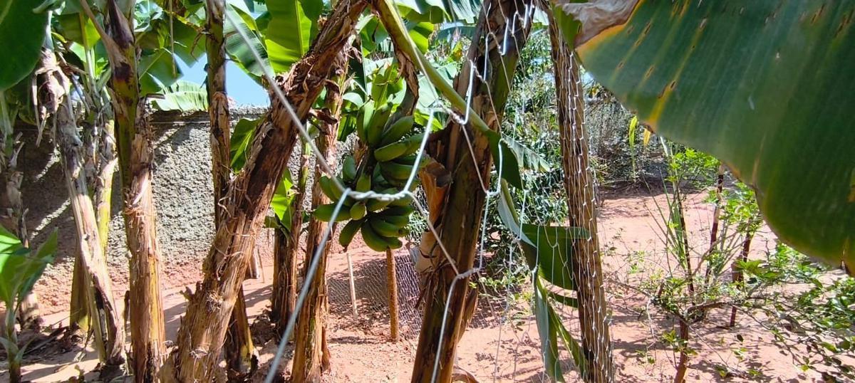 Lote, São Bernardo, 0 Quarto, 0 Vaga