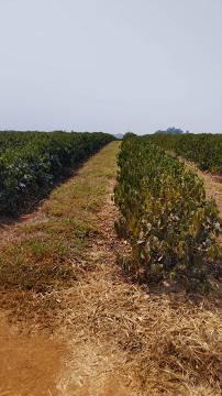 Fazenda, Zona Rural, 0 Quarto, 0 Vaga