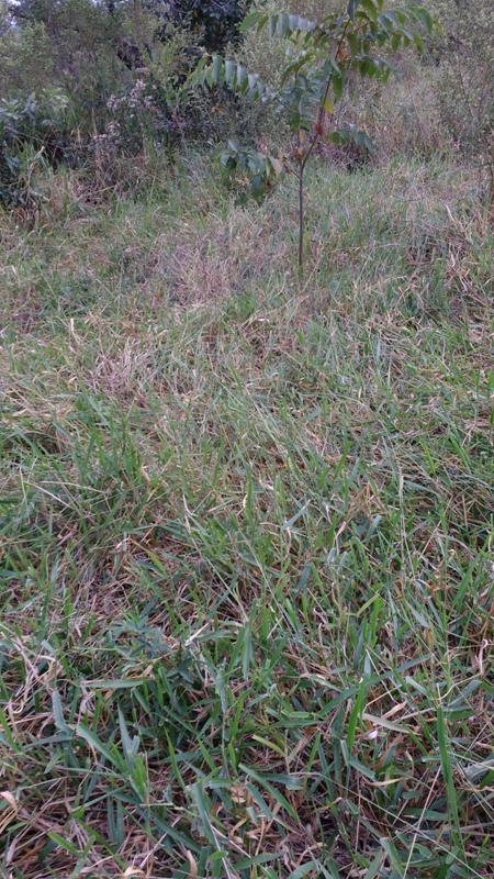 Lote, Centro, 0 Quarto, 1 Vaga
