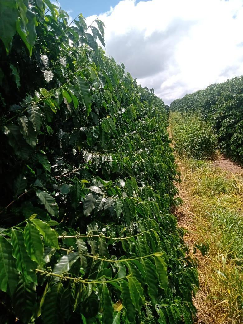Fazenda, São Sebastião da Estrela, 1 Quarto, 1 Vaga, 1 Suíte